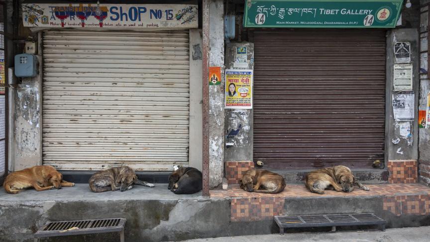 Des chiens de rue dorment dans un marché alors que les magasins demeurent fermés en raison de la pandémie de COVID-19 à Dharmsala, en Inde.