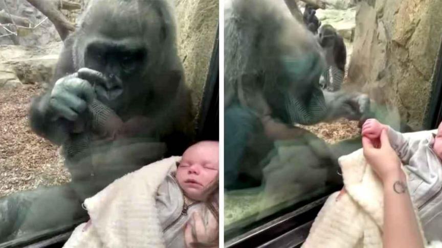 47d67513-gorilla-meets-newborn-boston-zoo-1