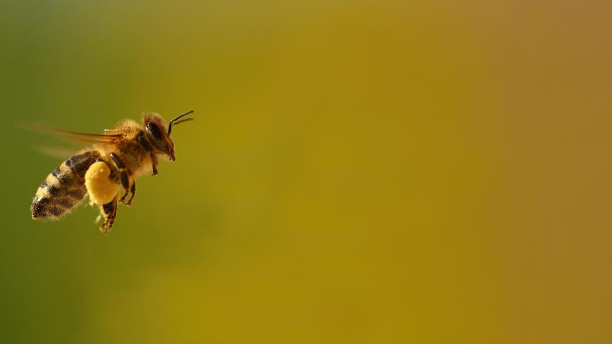 Pour survivre, les abeilles font face à l’hiver, au réchauffement climatique, aux pesticides ou aux frelons asiatiques.
