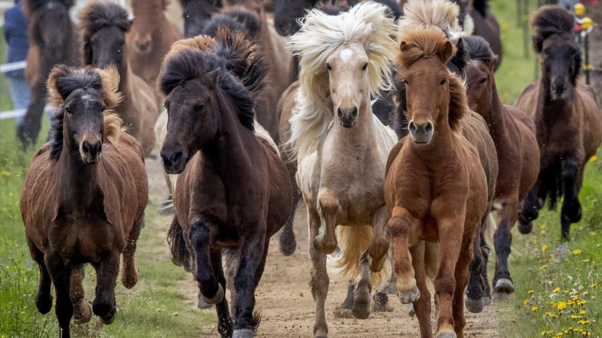 Les chevaux islandais quittent enfin les écuries après y avoir passé l’hiver.