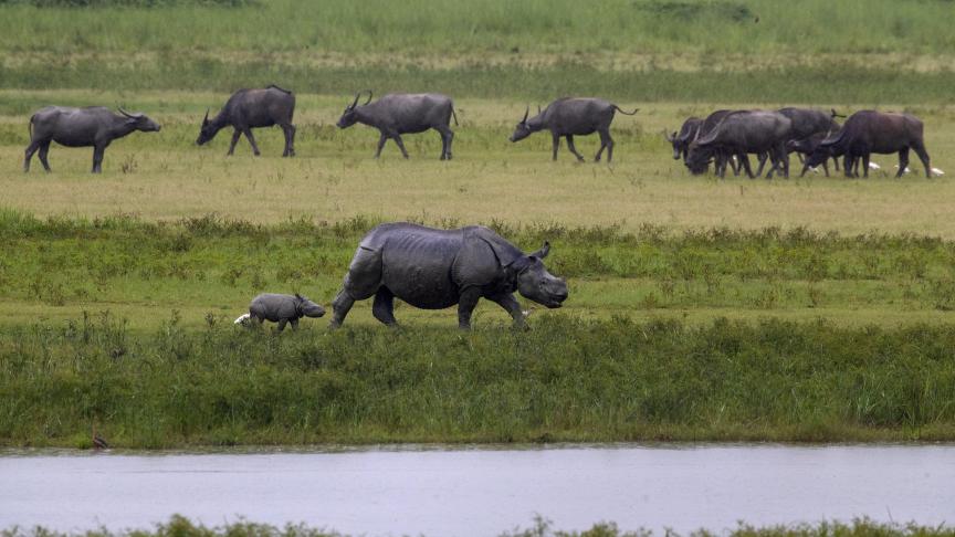 Un rhinocéros à une corne promène son nouveau-né alors que des buffles sauvages broutent dans la réserve faunique de Pobitora, à la périphérie de Gauhati, en Inde.