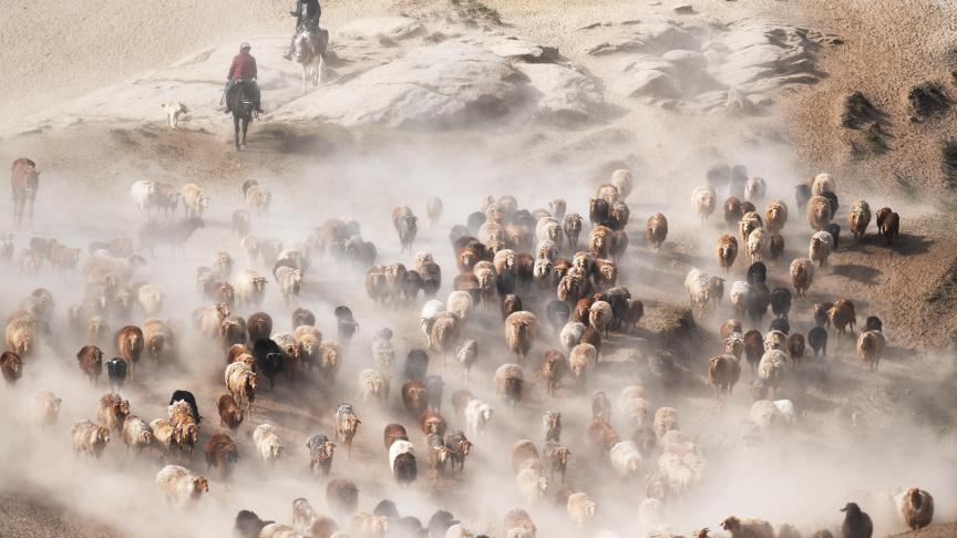 Des éleveurs kazakhs déplacent leur bétail vers des pâturages d’été en Chine.