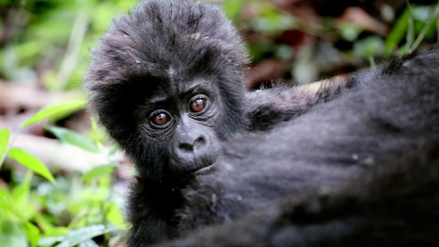 Jeune gorille en Ouganda.