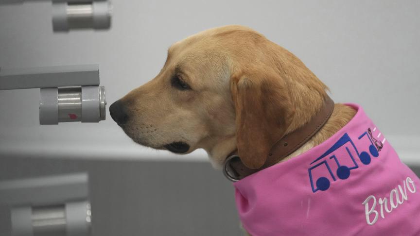 Bravo, un Labrador Retriever, se trouve devant un échantillon de sueur humaine après avoir détecté le coronavirus à Bangkok, en Thaïlande.