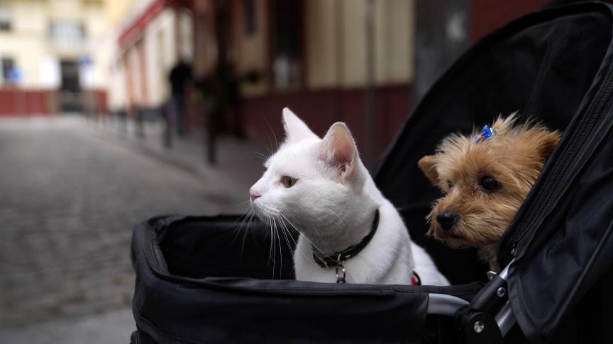 Un chat et un chien assis dans une poussette à Séville, en Espagne.