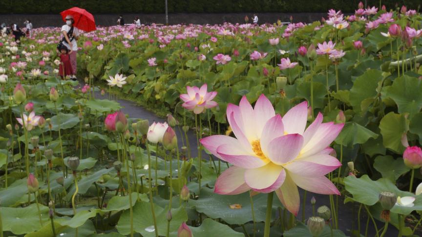 Les fleurs de lotus sont en pleine floraison dans la ville de Himeji, au Japon.
