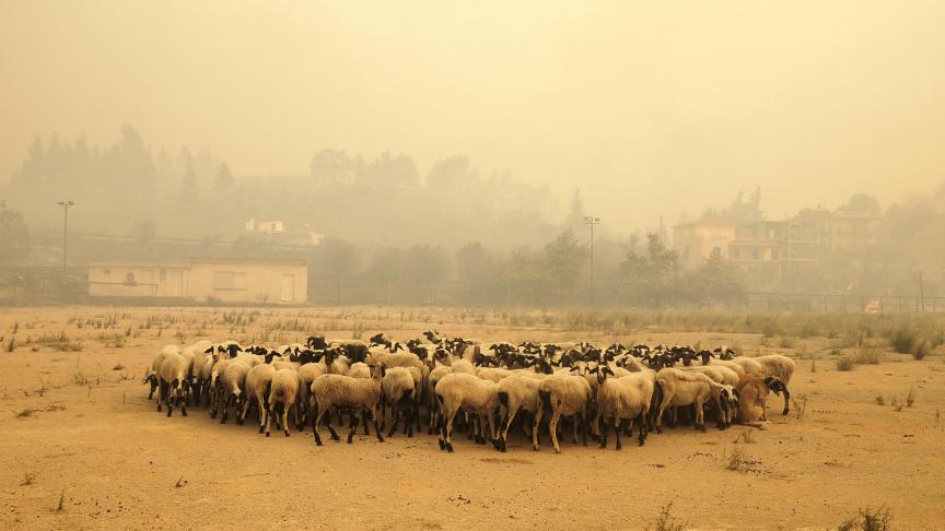 Les moutons se rassemblent pour échapper à un feu de forêt en Grèce.