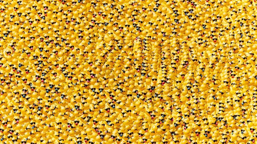 Des canards jaunes en caoutchouc flottent sur la rivière Chicago aux États-Unis.