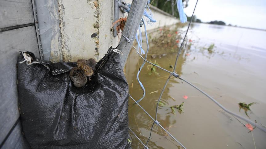 Surpris par la montée des eaux wallonnes, des rats ont trouvé refuge sur un sac de sable.