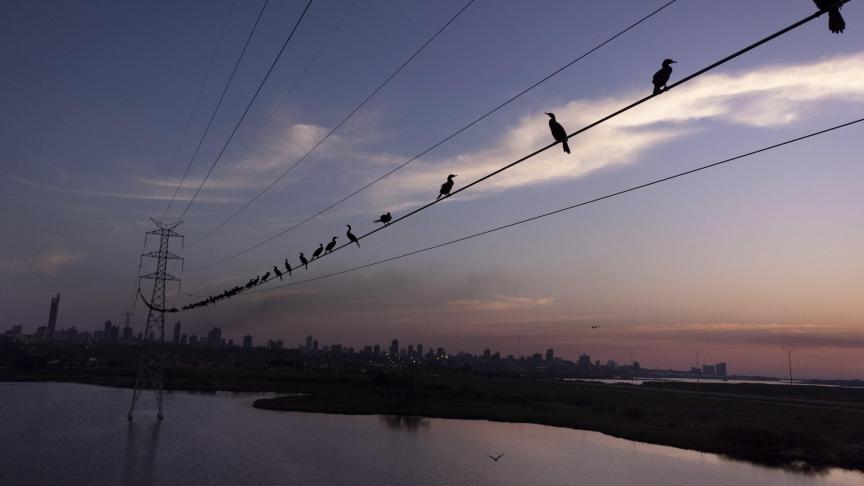 Les cormorans profitent des derniers instants de la journée sur des câbles au Paraguay.