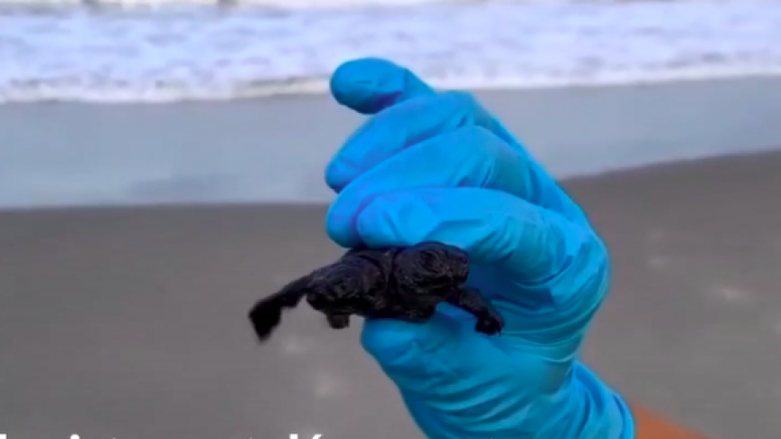 2021-08-23 15_23_01-Un bébé tortue à deux têtes découvert sur une plage américai