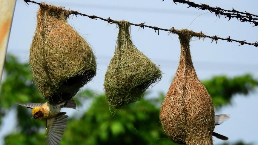 Des passereaux font leur nid sur du fil barbelé dans l’est de l’Inde.