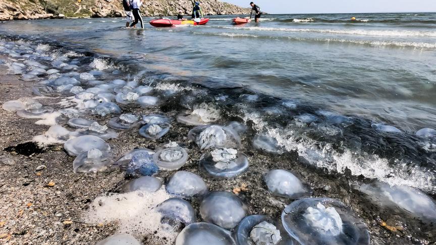 En Russie, une plage s’est trouvée recouverte de méduses à cause de l’augmentation de la salinité de la mer d’Azov.