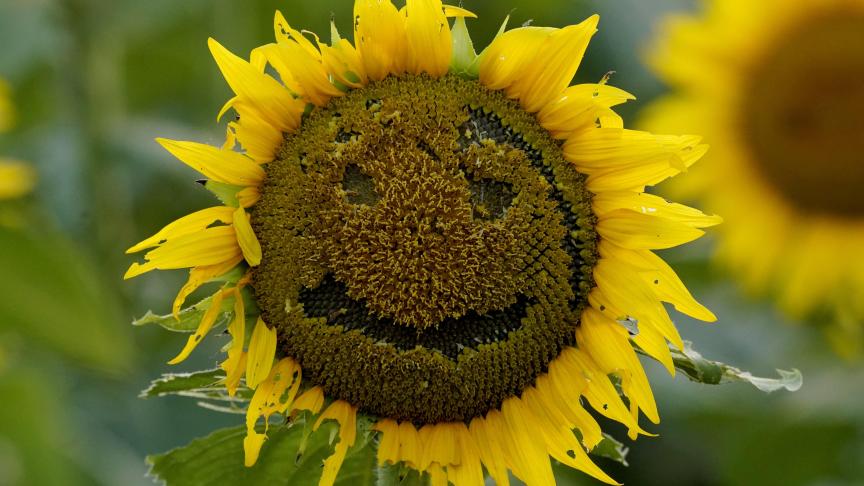 Un tournesol affiche un visage heureux, dessiné par un visiteur dans un champ à Grinter Farms.