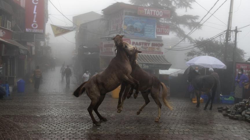 Deux chevaux s’amusent sous les pluies diluviennes en Inde.