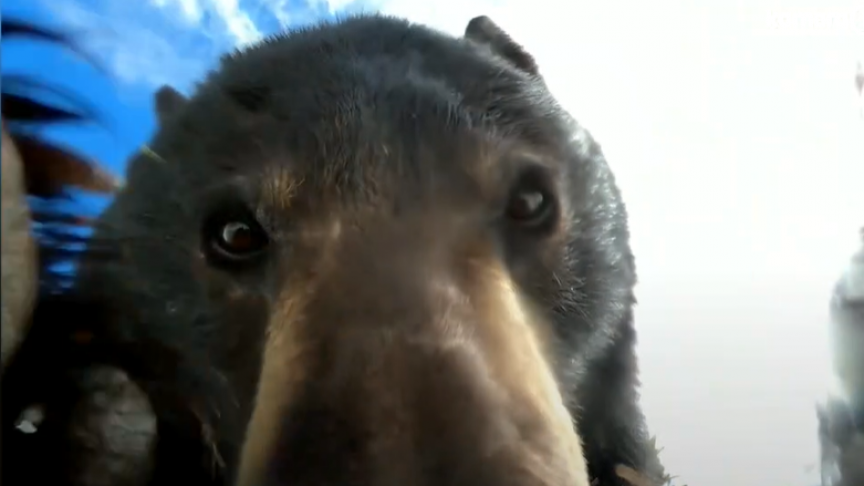 2021-09-28 14_31_56-Un ours se filme avec une caméra GoPro perdue - Vidéo Dailym