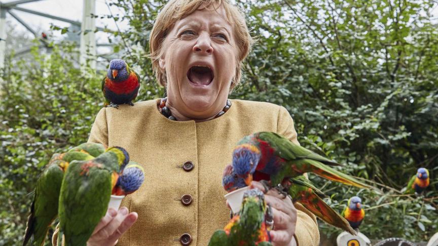 La chancelière allemande Angela Merkel nourrit des perroquets au Marlow Bird Park, en Allemagne et se fait mordre.
