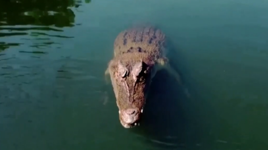 2021-10-04 13_36_57-VIDÉO. En Australie, un crocodile attrape un drone en plein