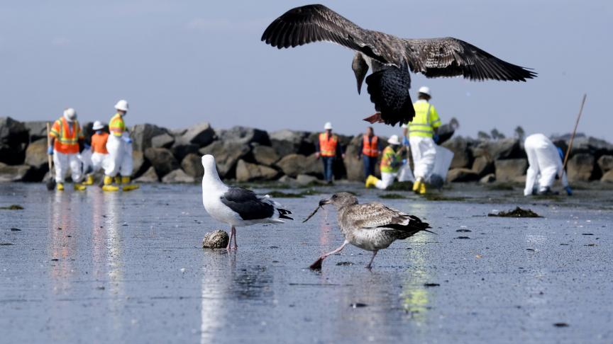 Nettoyage de la plage contaminée après un déversement de pétrole à Newport Beach, en Californie.