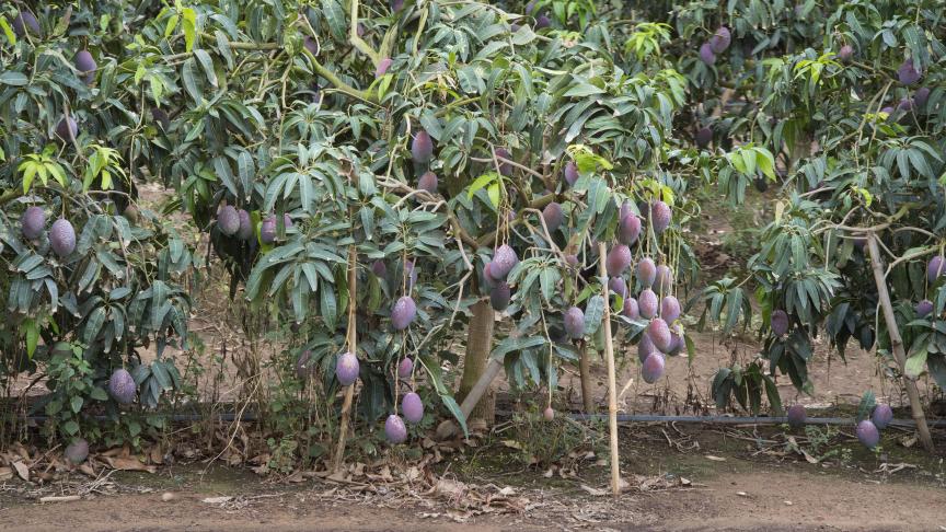 Un champ de mangues. Malgré la crise sanitaire, qui a fait chuter les exportations, la mangue reste un produit phare pour de nombreux pays producteurs.