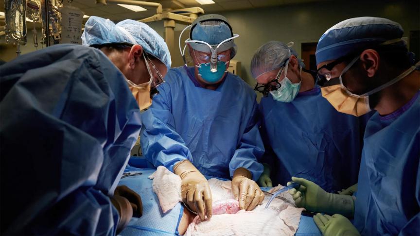 Les chirurgiens s’affairent autour du rein de cochon, pour examiner des signes de rejet.