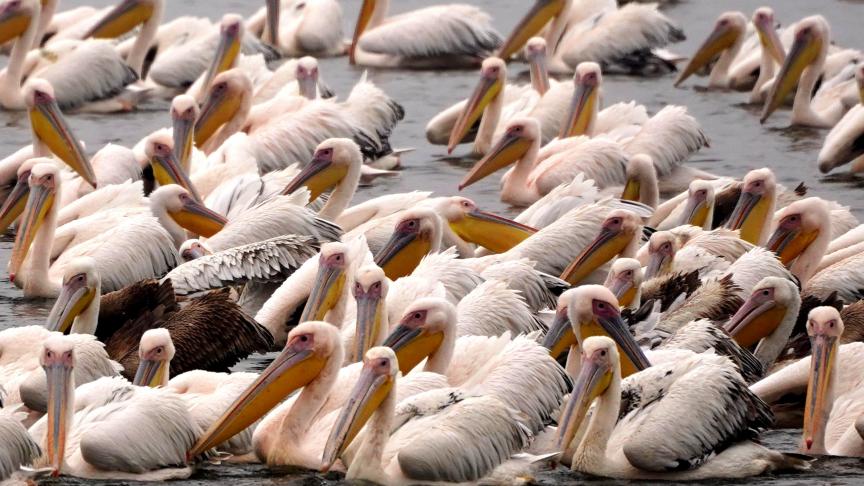 Des pélicans migrateurs font un arrêt sur le lac Anasagar en Inde.