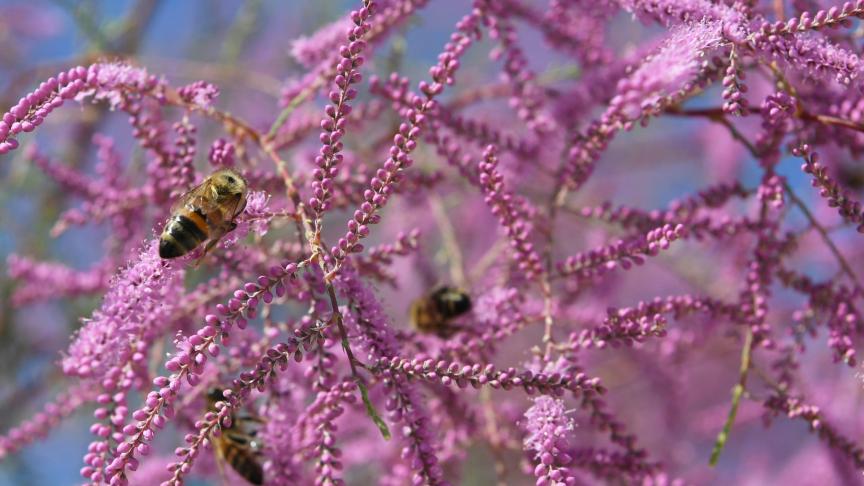 Les néonicotinoïdes mettent notamment en danger les colonies d’abeilles.