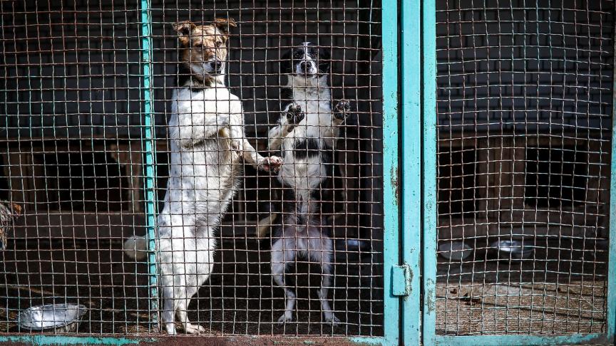 Chiens dans le refuge pour animaux Pif à Donetsk.