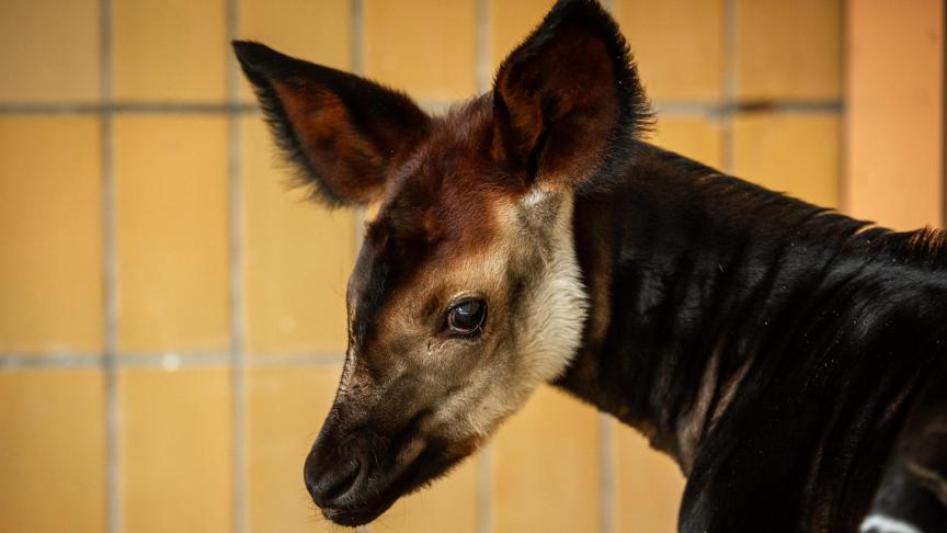 Xandor, bébé okapi du zoo d’Anvers