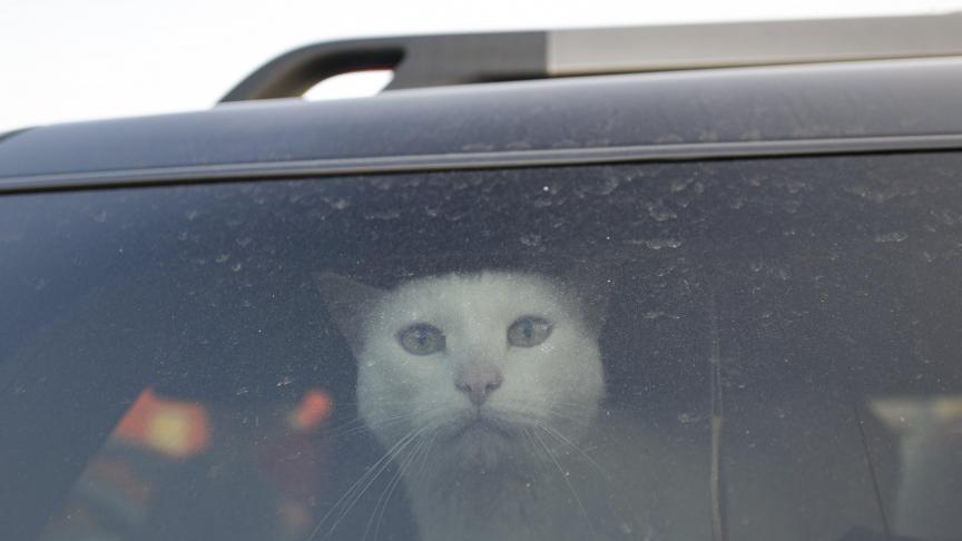 Un chat dans une voiture fuyant l’Ukraine.