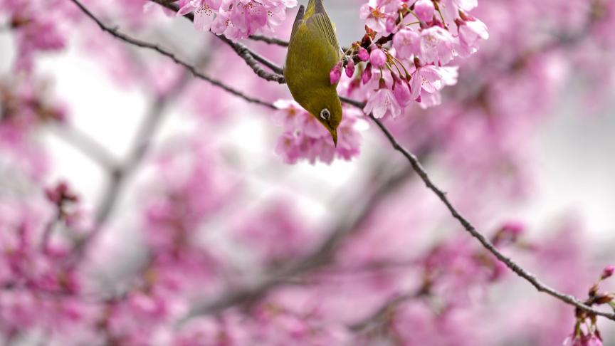 Un œil blanc japonais, aussi connu sous le nom de Mejiro, sur un arbre en fleurs à Tokyo.
