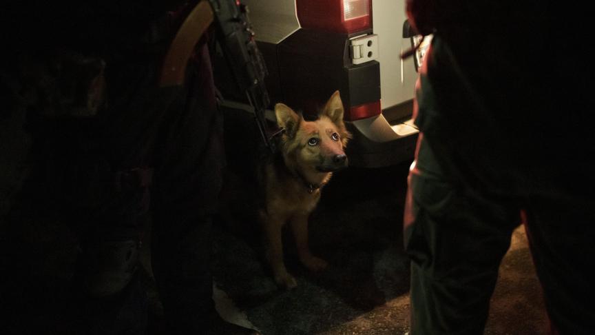 Un chien observe des soldats ukrainiens.