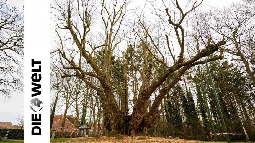 Le tilleul Heeder a entre 600 et 800 ans et est considéré comme le plus grand tilleul d'Europe.