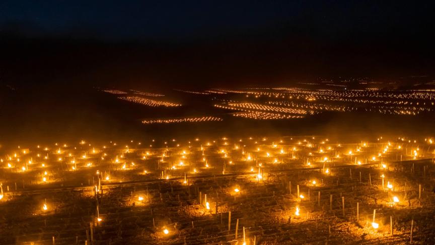 Pour faire face au froid durant la nuit, les vignerons français allument des lampes et empêcher la terre de geler.