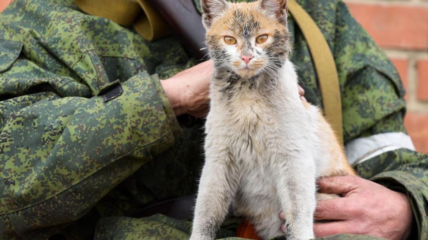 À Marioupol en Ukraine, un militaire tient un chat.