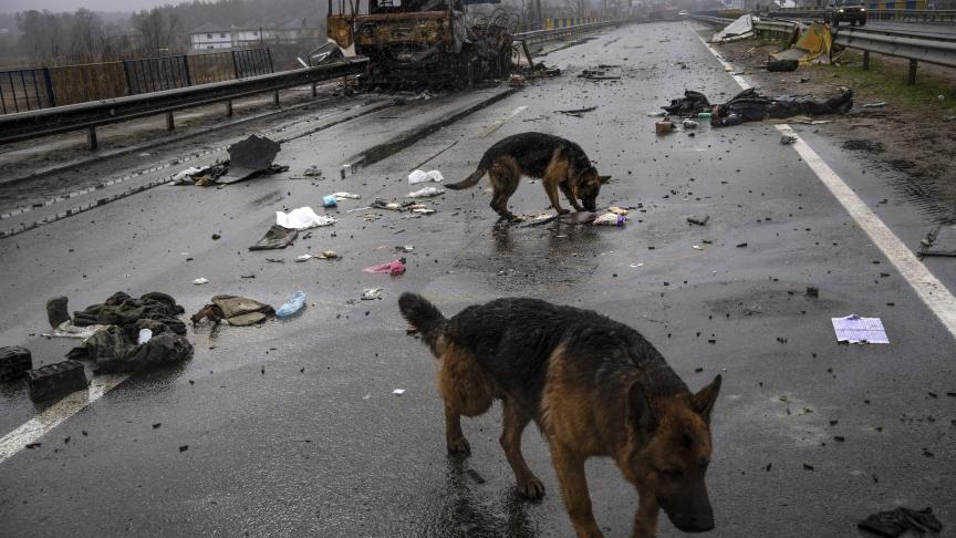 Toujours à Boutcha, les chiens traînent dans les rues et cherchent de la nourriture.