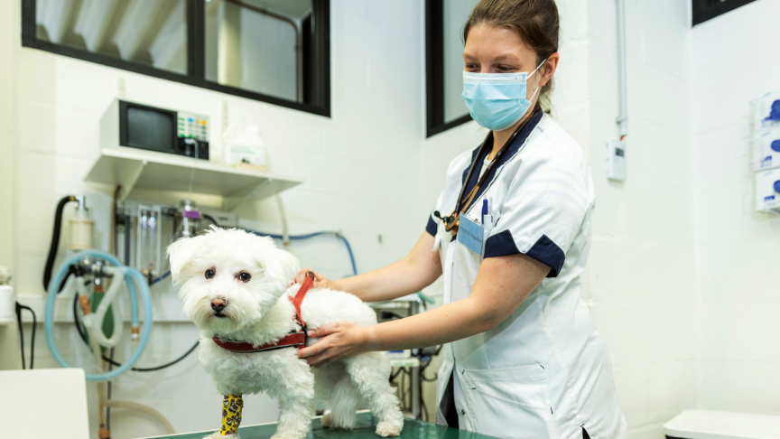 Les frais vétérinaires peuvent vite atteindre des sommes importantes. D’où l’intérêt d’une assurance.