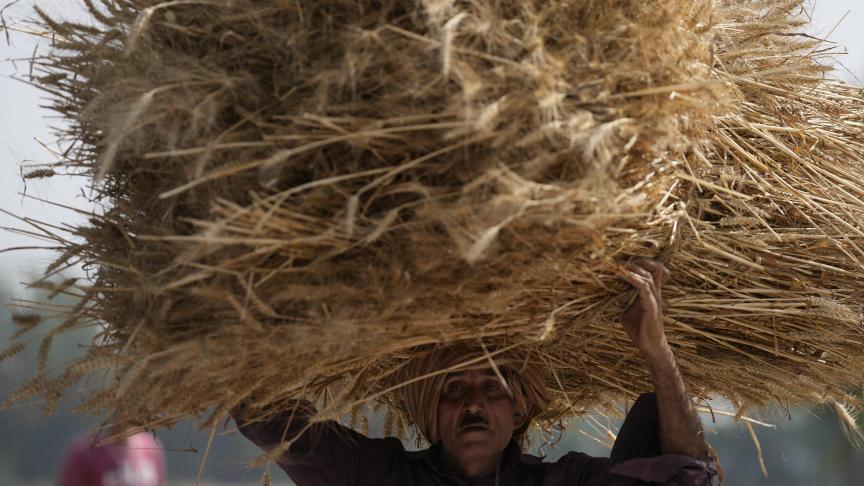 Un agriculteur transporte une récolte de blé en Inde. Une vague de chaleur précoce en Inde a impacté le rendement des cultures.