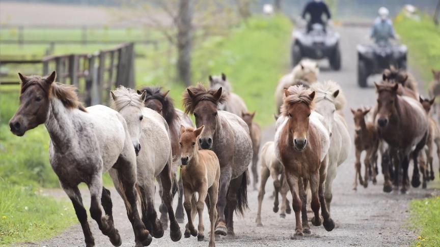 Un troupeau de chevaux indigènes de Hokkaido.