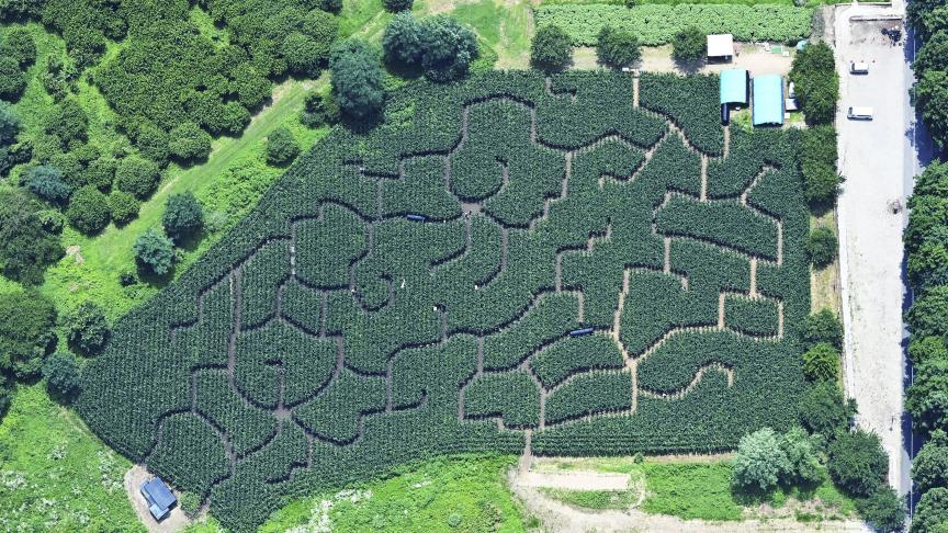 Un immense labyrinthe dans un champs de maïs a été réalisé dans la ferme Nasu Senbonmatsu dans la ville de Nasushiobara, au Japon.