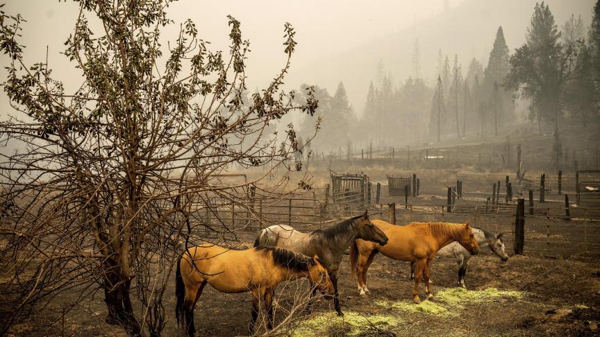 Des chevaux dans un pâturage brûlé dans la forêt nationale de Klamath, en Californie.