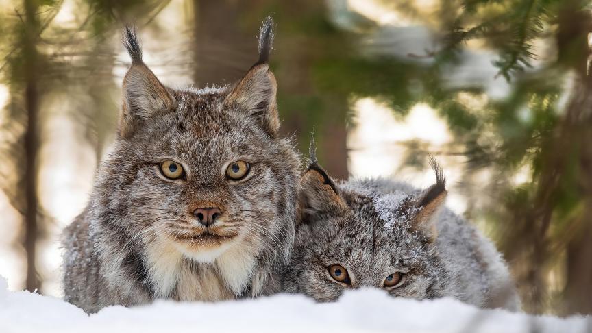 Lynx du Canada.