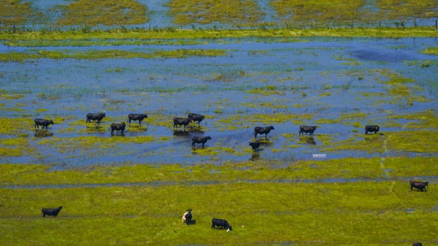 Déplacement du bétail dans un champ inondé à la suite de l’ouragan Ian, sur l’île Sanibel, en Floride.