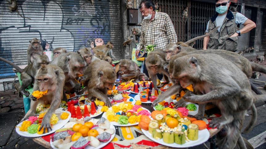 Des singes mangent des fruits et des légumes lors du 34e festival annuel de la fête des singes, au nord de Bangkok.