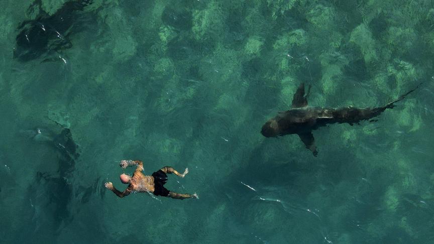 Des requins gris nagent à côté d'un plongeur en apnée dans la mer Méditerranée près d'une centrale électrique au large de Hadera, en Israël, vendredi 30 décembre 2022.
