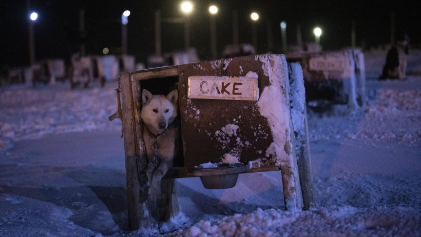 Un chien nommé Cake est assis dans une niche à Bolterdalen, en Norvège.