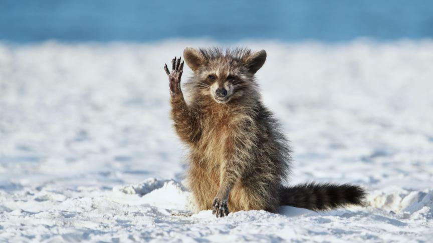 Un raton laveur faisant un signe aux photographes, en Floride, aux États-Unis.