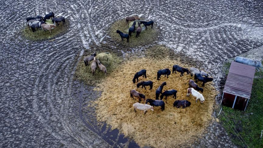 Des chevaux islandais évitant de se tenir dans la boue à Wehrheim près de Francfort, en Allemagne, vendredi 13 janvier 2023, après les fortes pluies des derniers jours.