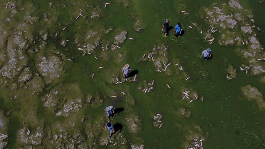 Des hommes recherchent des poissons encore vivants pour les manger, alors que des poissons morts s'agglomèrent sur les rives du fleuve Salado dans la province de Buenos Aires.