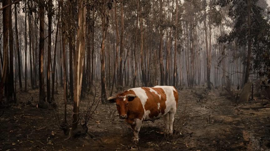 Un bœuf se dresse entouré d'arbres brûlés à Santa Juana, au Chili, alors que des incendies se propagent dans la région.